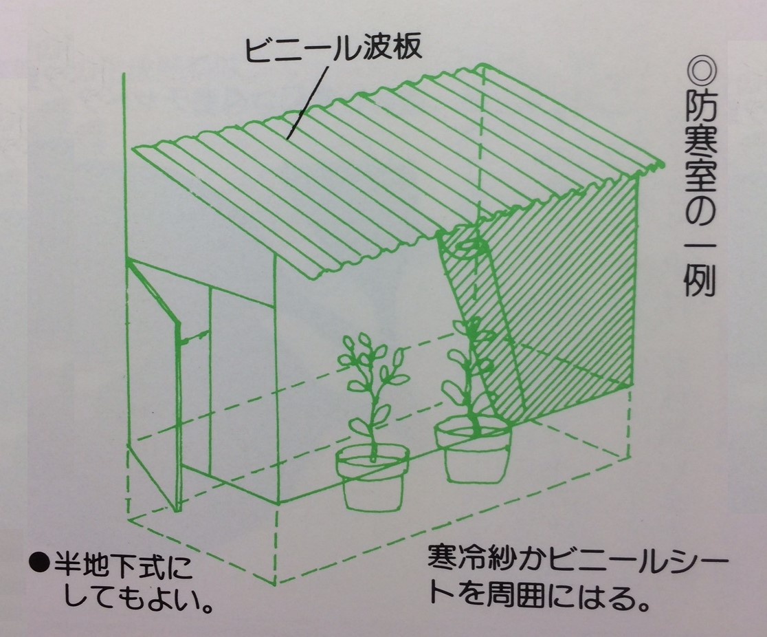 初心者のためのツバキ栽培12カ月 日本ツバキ協会