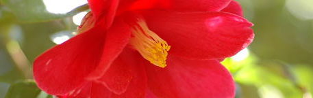 日本ツバキ協会トップバナー