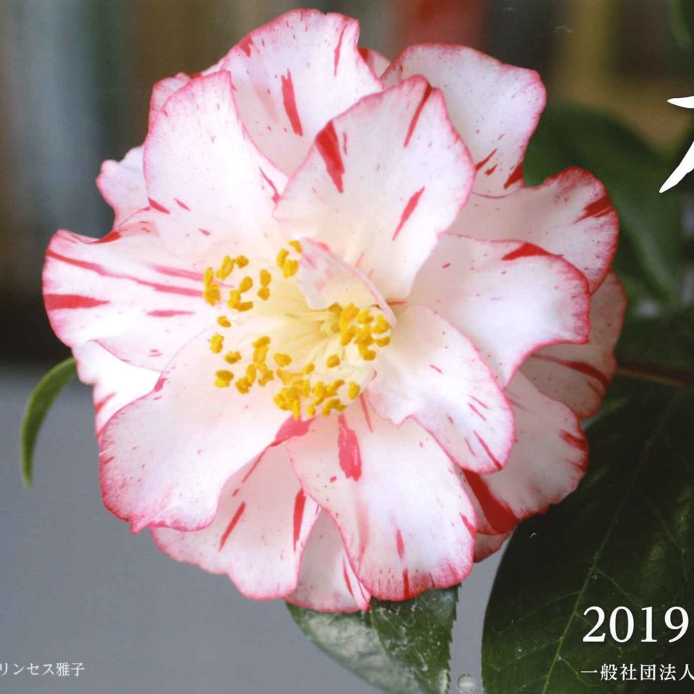 椿カレンダー2019表紙正方形