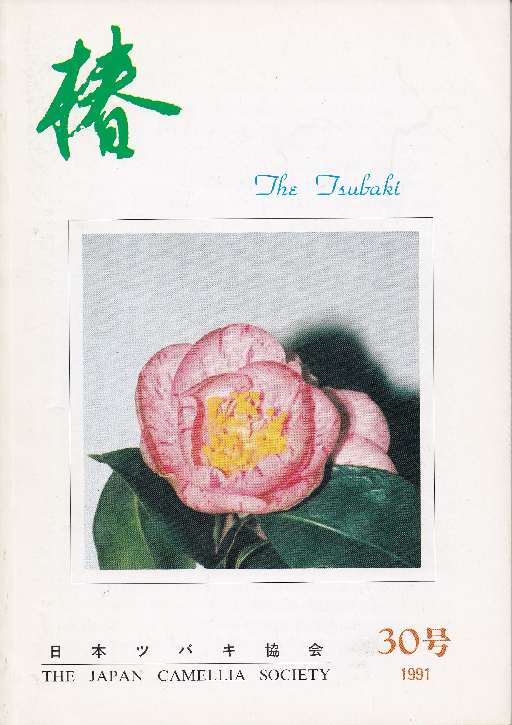 椿 30号 日本ツバキ協会
