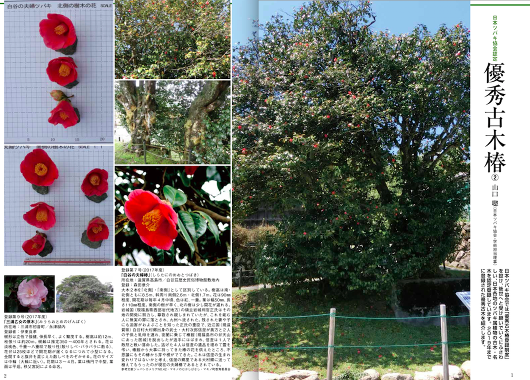 園芸japan 5月号に掲載されました 日本ツバキ協会