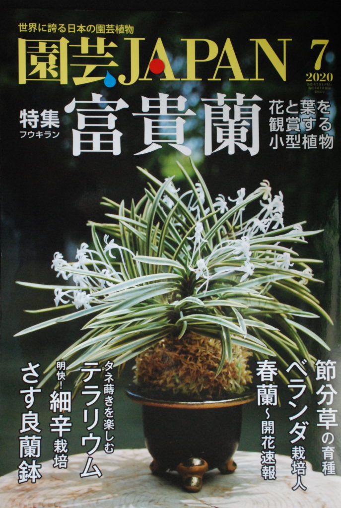 園芸japan 7月号に掲載されました 日本ツバキ協会