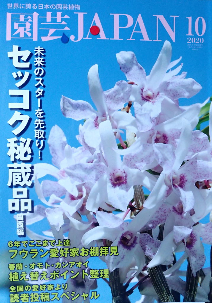 園芸japan 10月号に掲載されました 日本ツバキ協会