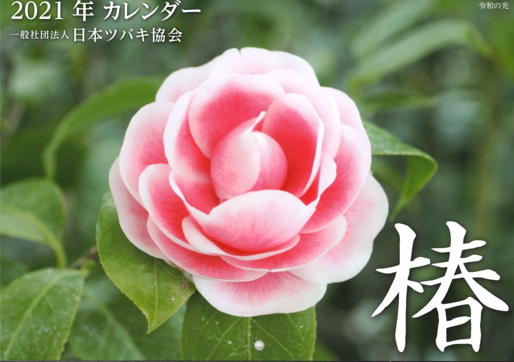 21年 椿のカレンダー 日本ツバキ協会
