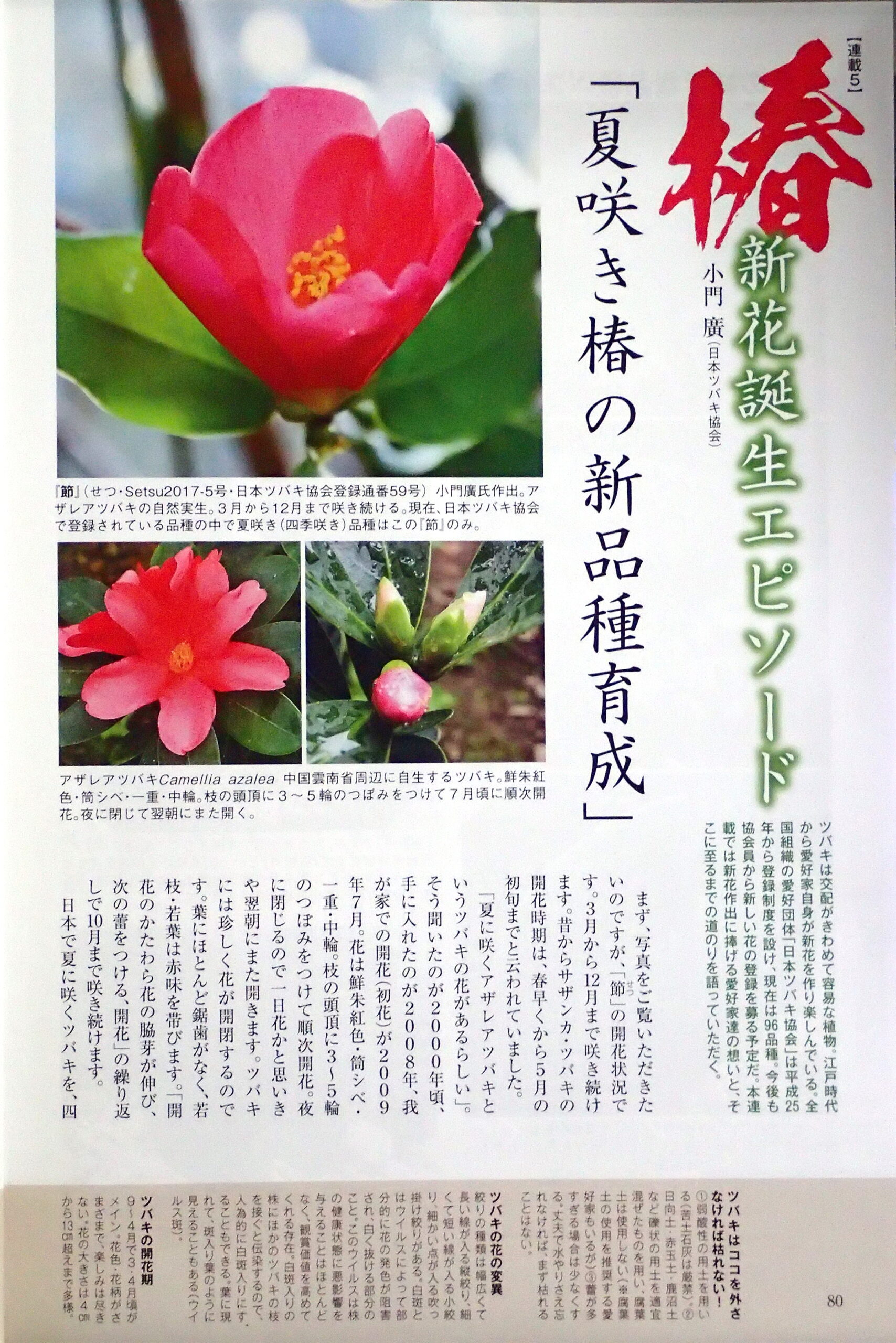 園芸japan 5月 6月号記事 日本ツバキ協会