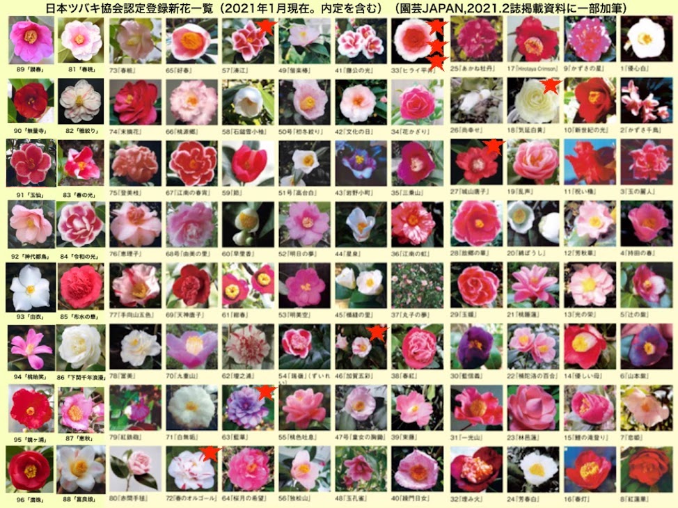 日本ツバキ協会認定登録新花写真