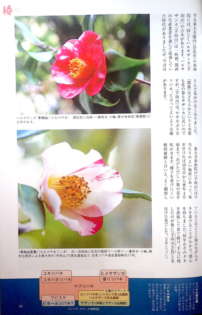 園芸JAPAN7月号P852022
