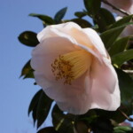 ミセス D.W.デービス(Mrs.D.W.Davis)伊藤哲郎 Mrs.D.W.Davis Mrs.D.W.Davis 伊藤哲郎