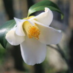 蝶千鳥 Chouchidori 地下洋