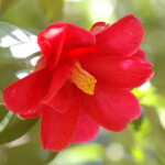 春の台(赤花)Harunoutena(Akabana)小門廣 春の台(赤花) Harunoutena(Akabana) 小門廣
