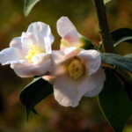 平成侘助 Heiseiwabisuke 崔泳益