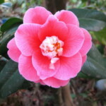 菱唐糸 Hishikaraito 地下　洋