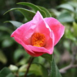 菊月 Kikuzuki 地下　洋