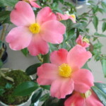 小姿 Kosugata 中村浩行