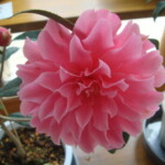 ピンク・ダリア Pink.Dalia 中村浩行