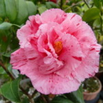 razuberiice