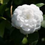 薩摩　　Satsuma