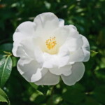 白羽衣 Shirohagoromo 地下洋