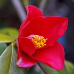 日本の椿花 江戸時代の椿 その7 - 園遊舎主人のブログ
