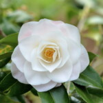 白羽衣 Shiro-hagoromo 高野 末男 白羽衣 Shiro-hagoromo 高野 末男