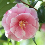 玉垂 Tamadare 高野 末男 玉垂 Tamadare 高野 末男