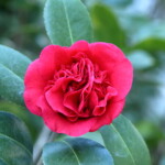 南蛮紅 Nanbankō 高野 末男 南蛮紅 Nanbankō 高野 末男