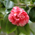 京牡丹　　Kyôbotan　　高野 末男