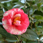 大虹　　Ôniji　　高野 末男