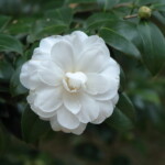 薩摩　　Satsuma　　高野 末男