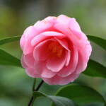 不如帰 Hototogisu 高野 末男 不如帰 Hototogisu 高野 末男