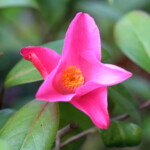 チュ-リップタイメ
Tulip time
高野 末男 チュ-リップタイム Tulip time