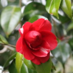 崑崙黒（Konronkoku) 高野 末男