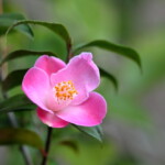 港の曙 Minato-no-akebono 高野 末男 港の曙 Minato-no-akebono 高野 末男