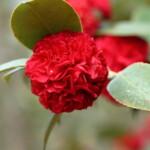 カ-ネ-ション椿 Carnation-tsubaki 高野 末男 カ-ネ-ション椿 Carnation-tsubaki 高野 末男