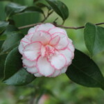 酒中花 Shuchǔka 高野 末男