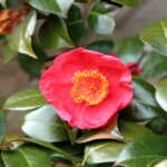 紅妙蓮寺　　Beni-myôrenji　　高野 末男