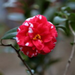 春日山　　Kasugayama　　高野 末男