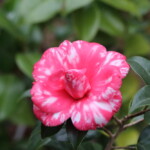 碁石　　Goishi　　高野 末男