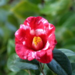 蜀紅　　Shokkô　　高野 末男