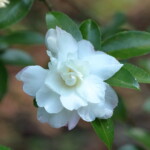 稚子桜 Chigo-zakura 高野 末男 稚子桜 Chigo-zakura 高野 末男