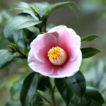 中部五色椿 Chūbu-goshiki-tsubaki 中部五色椿 Chūbu-goshiki-tsubaki