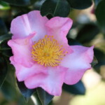 桜司 Sakura-tsukasa 高野 末男 桜司 Sakura-tsukasa 高野 末男