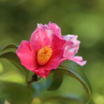 大和錦 Yamato-sishiki 高野 末男 大和錦 Yamato-sishiki 高野 末男