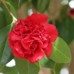 紅荒獅子　Beni-arajishi　高野 末男