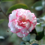 酒中花　Shuchūka　高野 末男