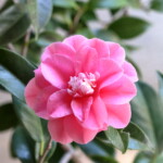 菱唐糸 Hishi-karaito 高野 末男 菱唐糸 Hishi-karaito 高野 末男