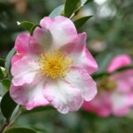 快童丸 Kaidōmaru 高野 末男 快童丸 Kaidōmaru 高野 末男