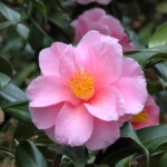笑顔　Egao　高野末男