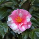 絞笑顔 Shibori-egao 高野末男 絞笑顔 Shibori-egao 高野末男