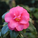 緋蓮華　Hirenge　高野 末男